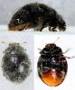 Rhyzobius forestieri